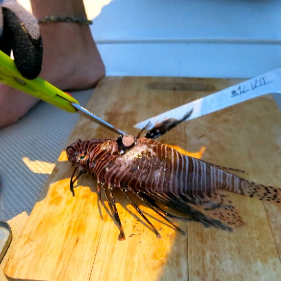 cleaning lionfish spear fishing turf to surf