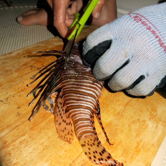 cutting off poisonous fins lionfish fishing